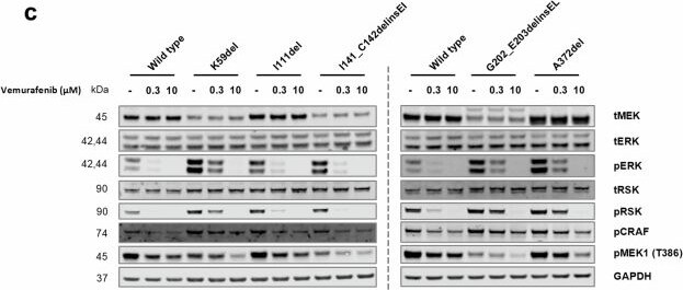 Detection of RSK Pan Specific by Western Blot