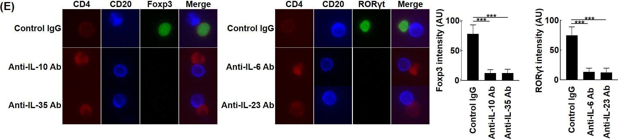 Detection of IL-6 by Immunocytochemistry/ Immunofluorescence