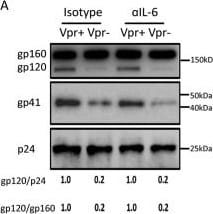 Detection of IL-6 by Western Blot