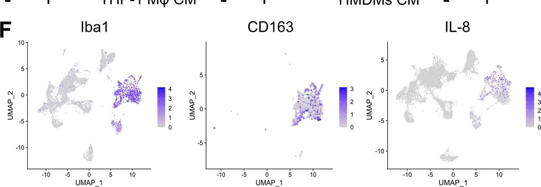 Detection of IL-8/CXCL8 by Flow Cytometry