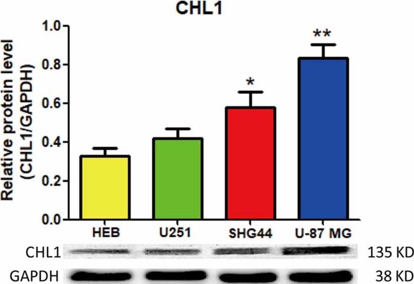 Detection of Human CHL-1/L1CAM-2 by Western Blot