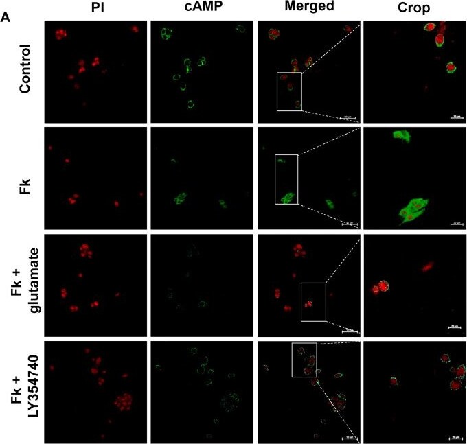Detection of cAMP by Immunocytochemistry/ Immunofluorescence