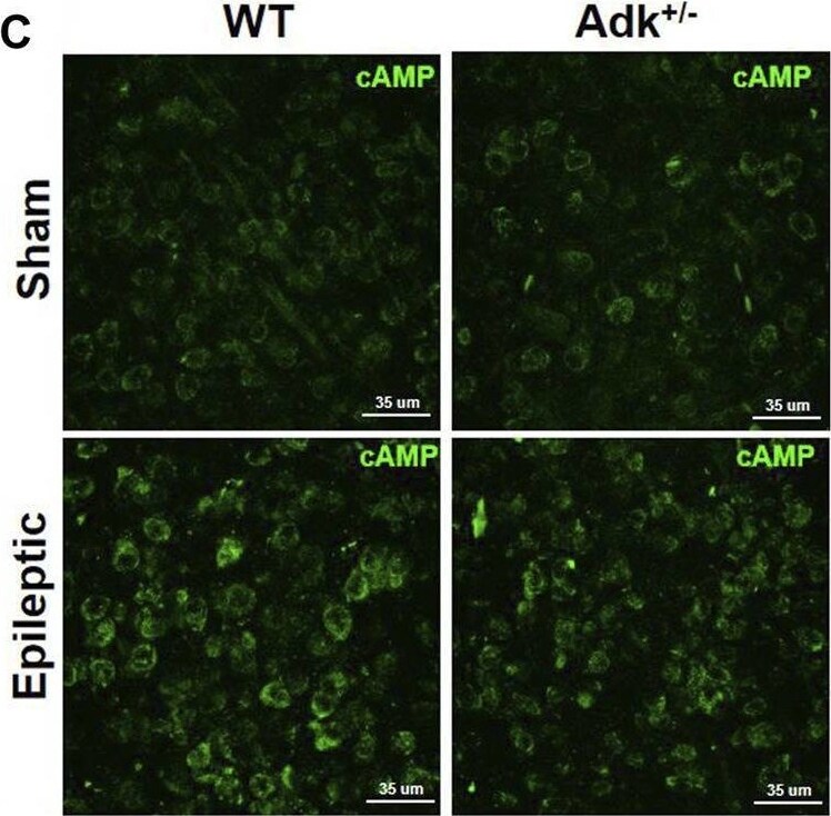 Detection of cAMP by Immunohistochemistry