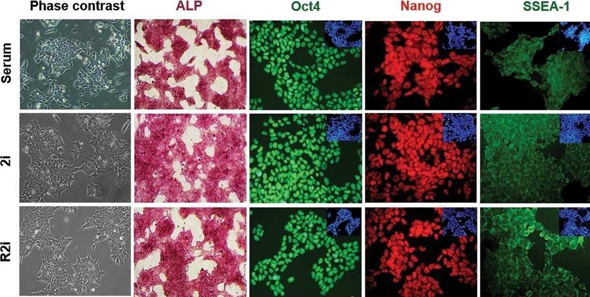 Detection of Mouse Human/Mouse SSEA-1 Antibody by Immunocytochemistry/ Immunofluorescence