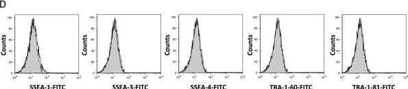 Detection of Canine SSEA-1 by Flow Cytometry