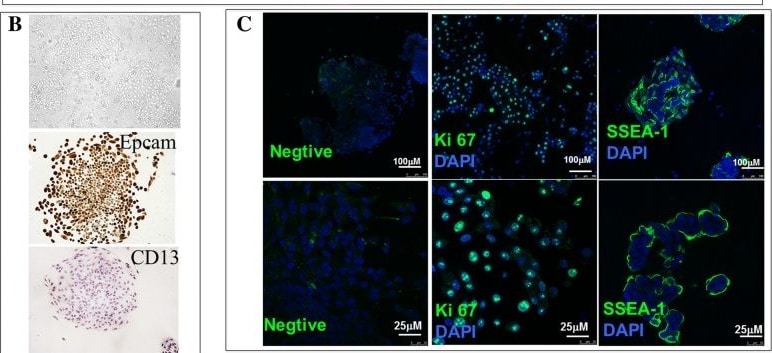 Detection of SSEA-1 by Immunohistochemistry