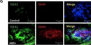 Detection of SSEA-1 by Immunohistochemistry