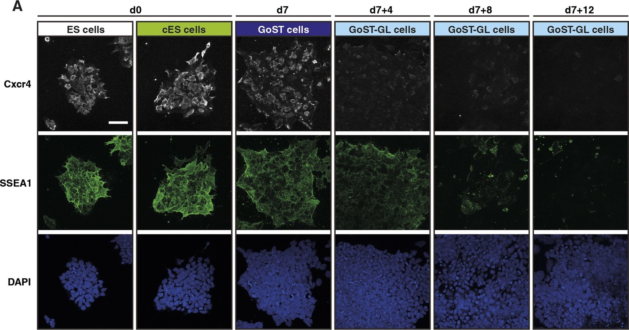 Detection of Mouse CXCR4 by Immunocytochemistry/Immunofluorescence