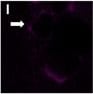 Detection of Human CXCR4 by Functional