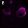 Detection of Human CXCR4 by Functional