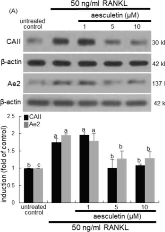 Detection of Mouse Carbonic Anhydrase II/CA2 by Western Blot