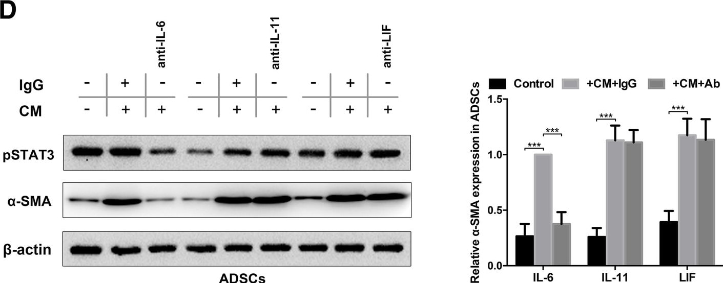Detection of Human IL-11 by Western Blot