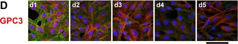 Detection of Semaphorin 6C by Immunohistochemistry