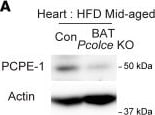 Detection of PCPE-1 by Western Blot