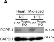 Detection of PCPE-1 by Western Blot