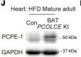 Detection of PCPE-1 by Western Blot