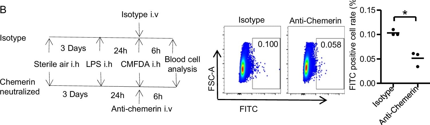 Detection of Mouse Chemerin by Flow Cytometry
