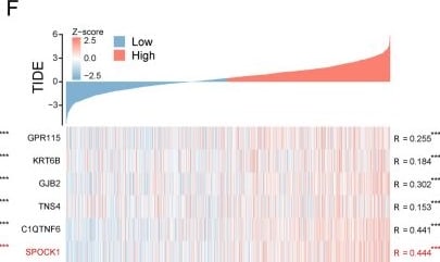 Detection of Testican 1/SPOCK1 by Immunohistochemistry