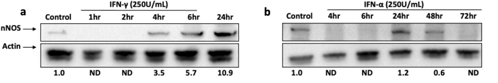 nNOS Antibody (60718) - Azide and BSA Free