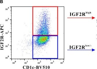 Detection of IGF-II R/IGF2R by Flow Cytometry