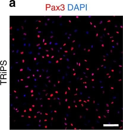 Detection of Human Pax3/Pax7 by Immunocytochemistry/Immunofluorescence
