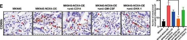 Detection of IL-15 by Immunohistochemistry