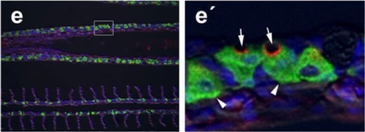 Detection of Fish CFTR by Immunocytochemistry/Immunofluorescence