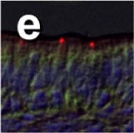 Detection of Fish CFTR by Immunocytochemistry/Immunofluorescence