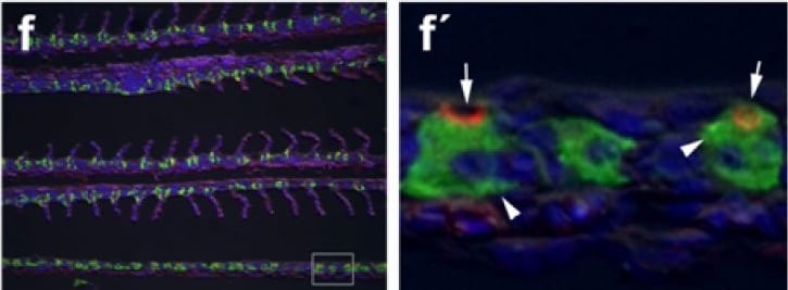 Detection of Fish CFTR by Immunocytochemistry/Immunofluorescence