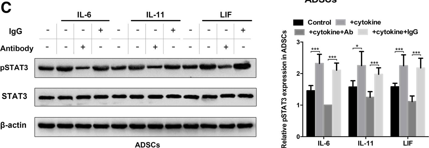 Detection of Human LIF by Western Blot