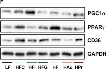 Detection of Mouse CD36/SR-B3 by Western Blot