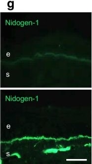 Detection of Nidogen-1/Entactin by Immunohistochemistry