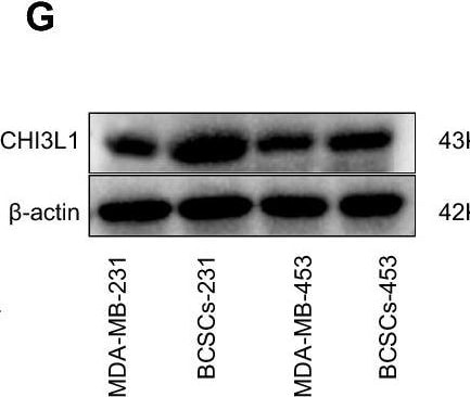 Detection of Chitinase 3-like 1/YKL-40 by Western Blot