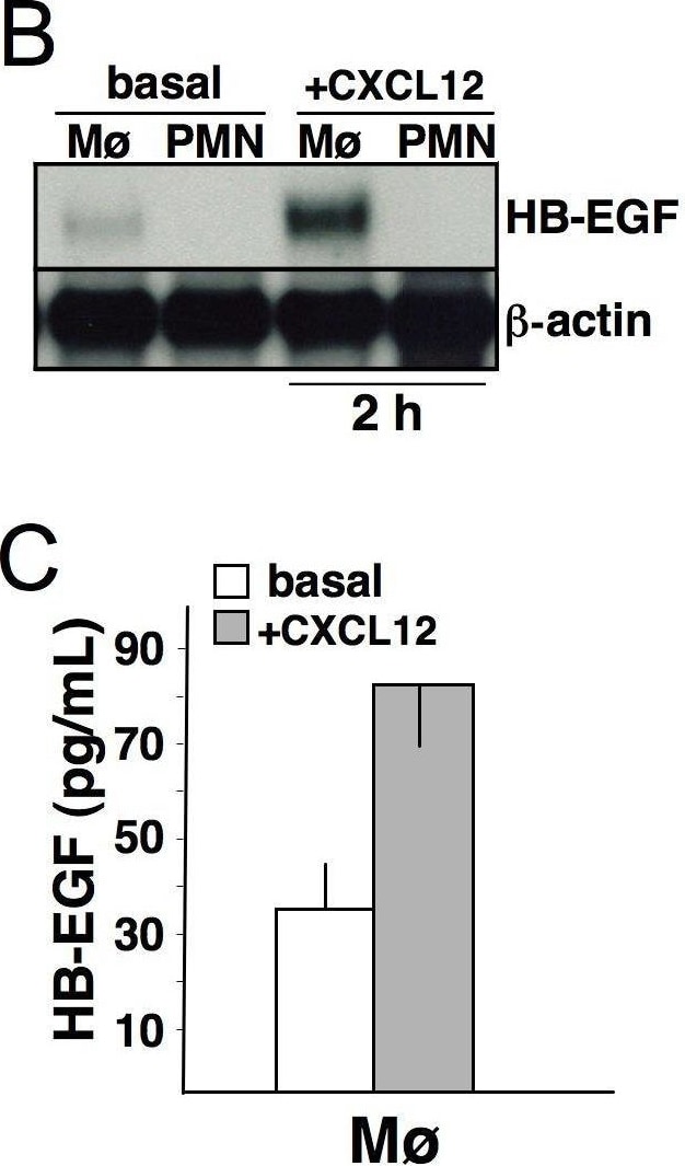 Detection of HB-EGF by Western Blot