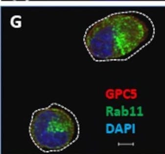 Detection of Glypican 5 by Immunocytochemistry/ Immunofluorescence