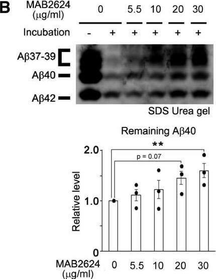 Detection of Kallikrein 7 by Western Blot
