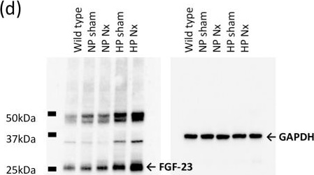 Detection of Rat FGF-23 by Western Blot