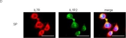 Detection of Human IL-1 RII by Immunocytochemistry/ Immunofluorescence
