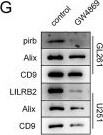 Detection of PIR-B by Western Blot
