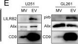 Detection of PIR-B by Western Blot