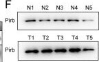 Detection of PIR-B by Western Blot