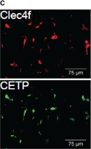 Detection of Mouse CLEC4F/CLECSF13 by Immunocytochemistry/Immunofluorescence