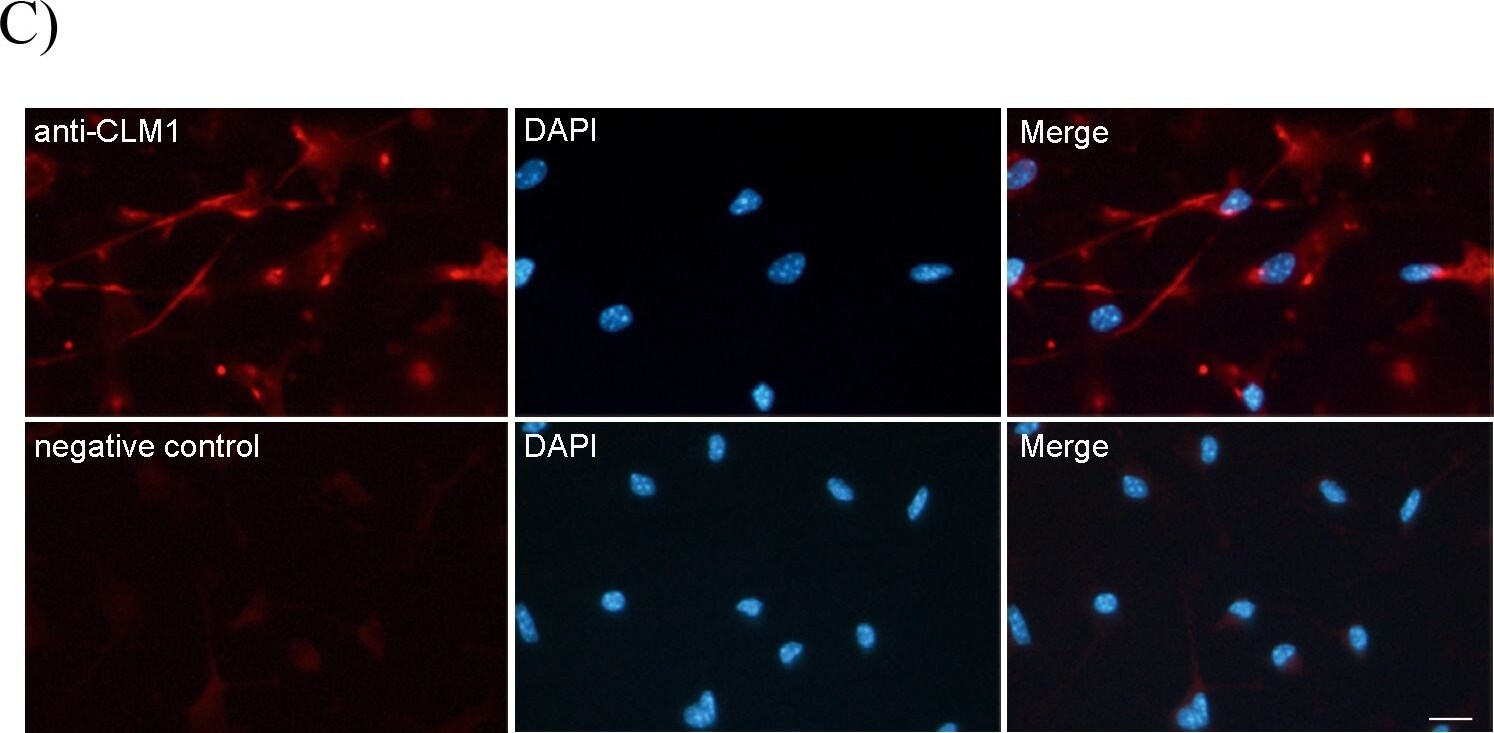 Detection of Monkey CD300f/LMIR3 by Immunocytochemistry/Immunofluorescence