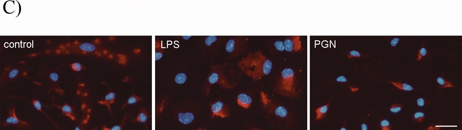 Detection of Monkey CD300f/LMIR3 by Immunocytochemistry/Immunofluorescence