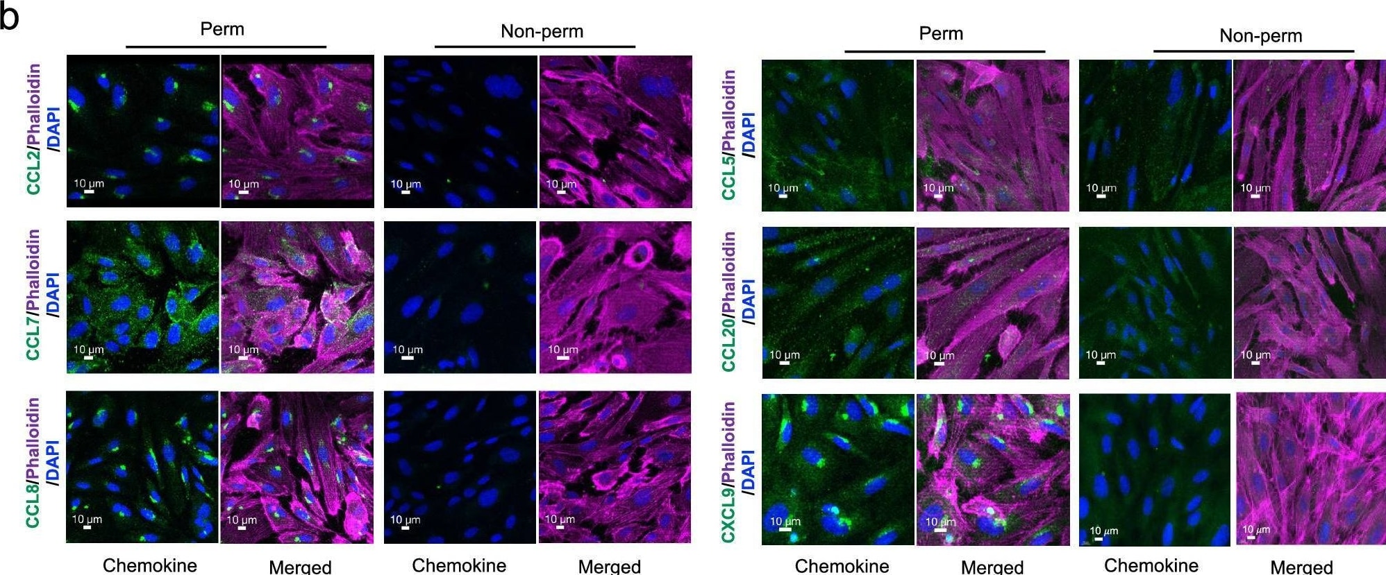 Detection of CCL8/MCP-2 by Immunohistochemistry