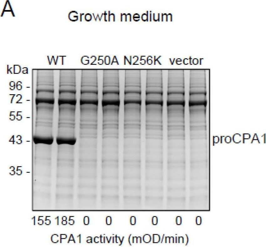 Detection of Carboxypeptidase A1 by Western Blot
