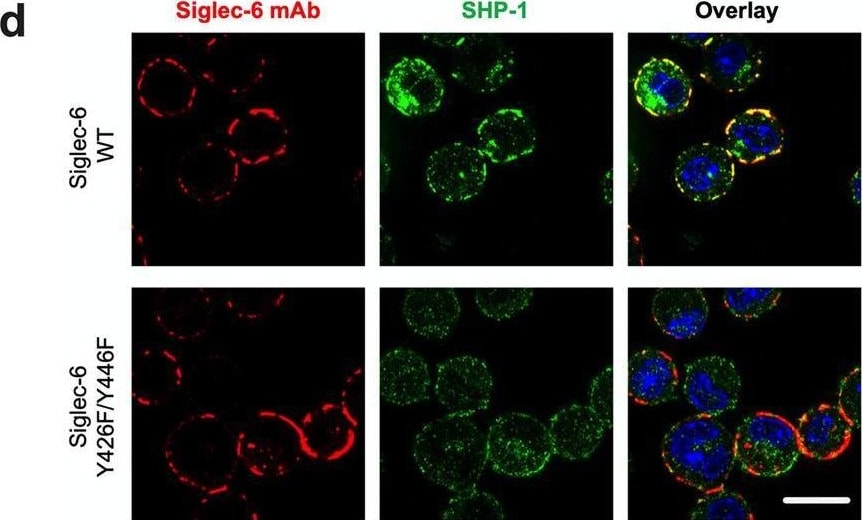 Detection of Siglec-6/CD327 by Immunocytochemistry/ Immunofluorescence