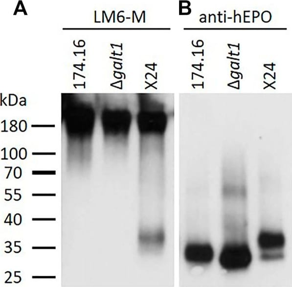 Detection of Erythropoietin/EPO by Western Blot