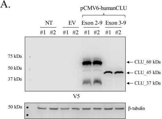 Detection of Rat Clusterin by Western Blot