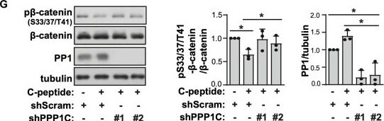 Detection of PP1 Catalytic Subunit by Western Blot